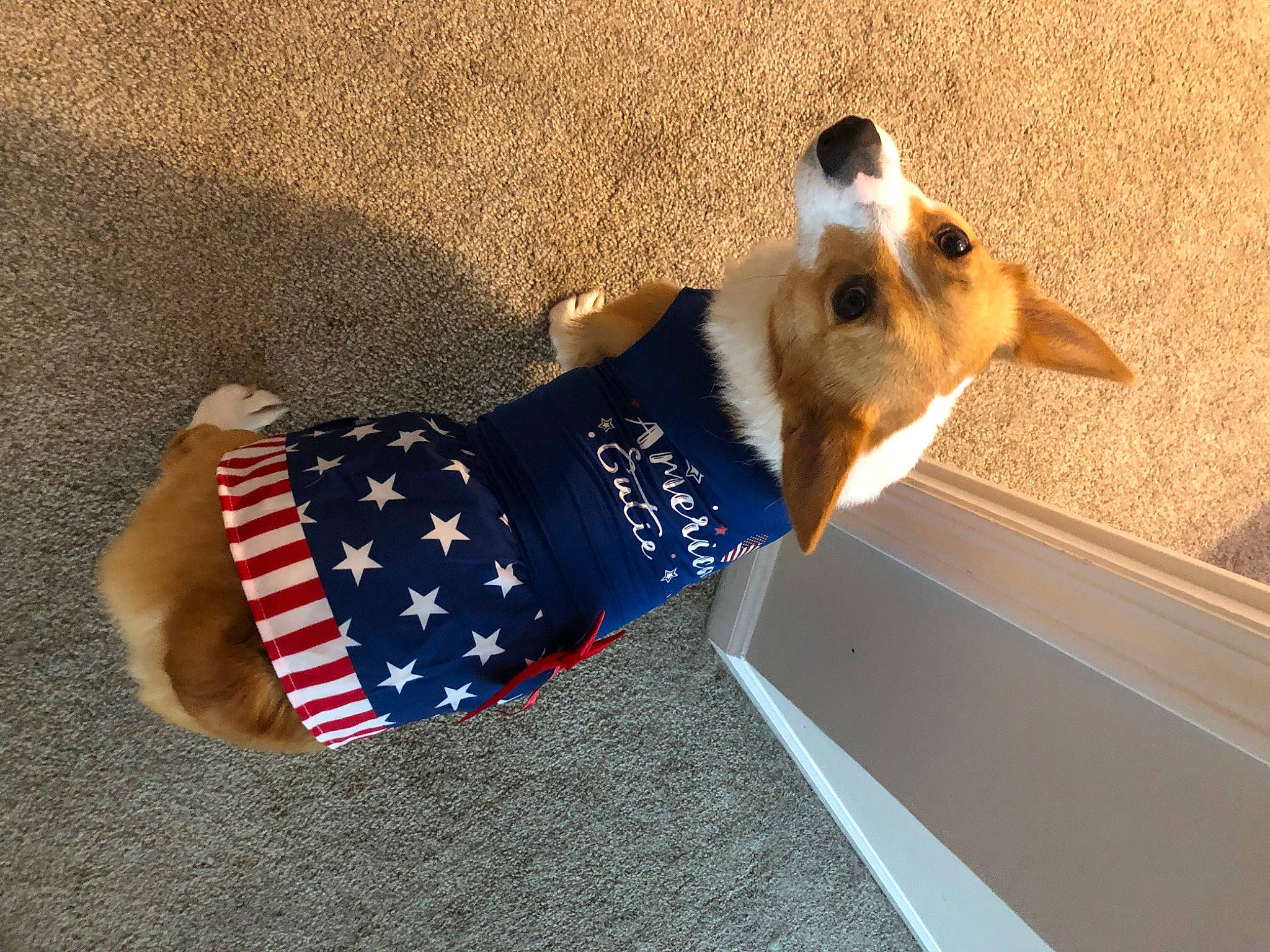 Daisy joined the competition — help win amazing prizes! carnivore, companion_dog, dog, dog_breed, dog_supply, elbow, electric_blue, fashion_accessory, fawn, flag_of_the_united_states, flooring, foot, human_leg, knee, pattern, paw, shadow, tail, thigh, wrist