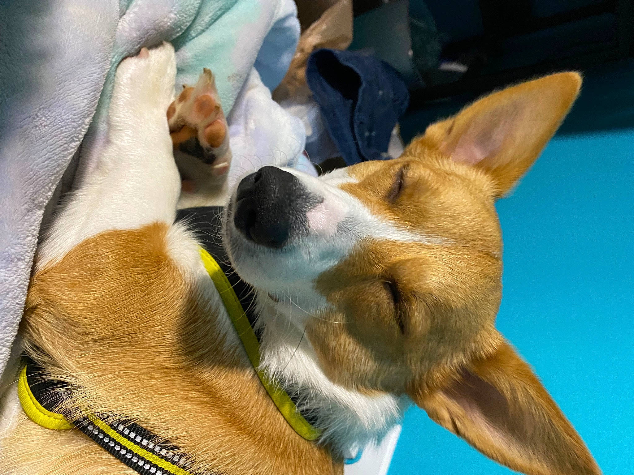 Daisy joined the competition — help win amazing prizes! ancient_dog_breeds, basenji, canidae, cardigan_welsh_corgi, carnivore, collar, comfort, companion_dog, dog, dog_breed, fawn, fur, herding_dog, paw, snout, sporting_group, welsh_corgi, whiskers, working_animal, working_dog