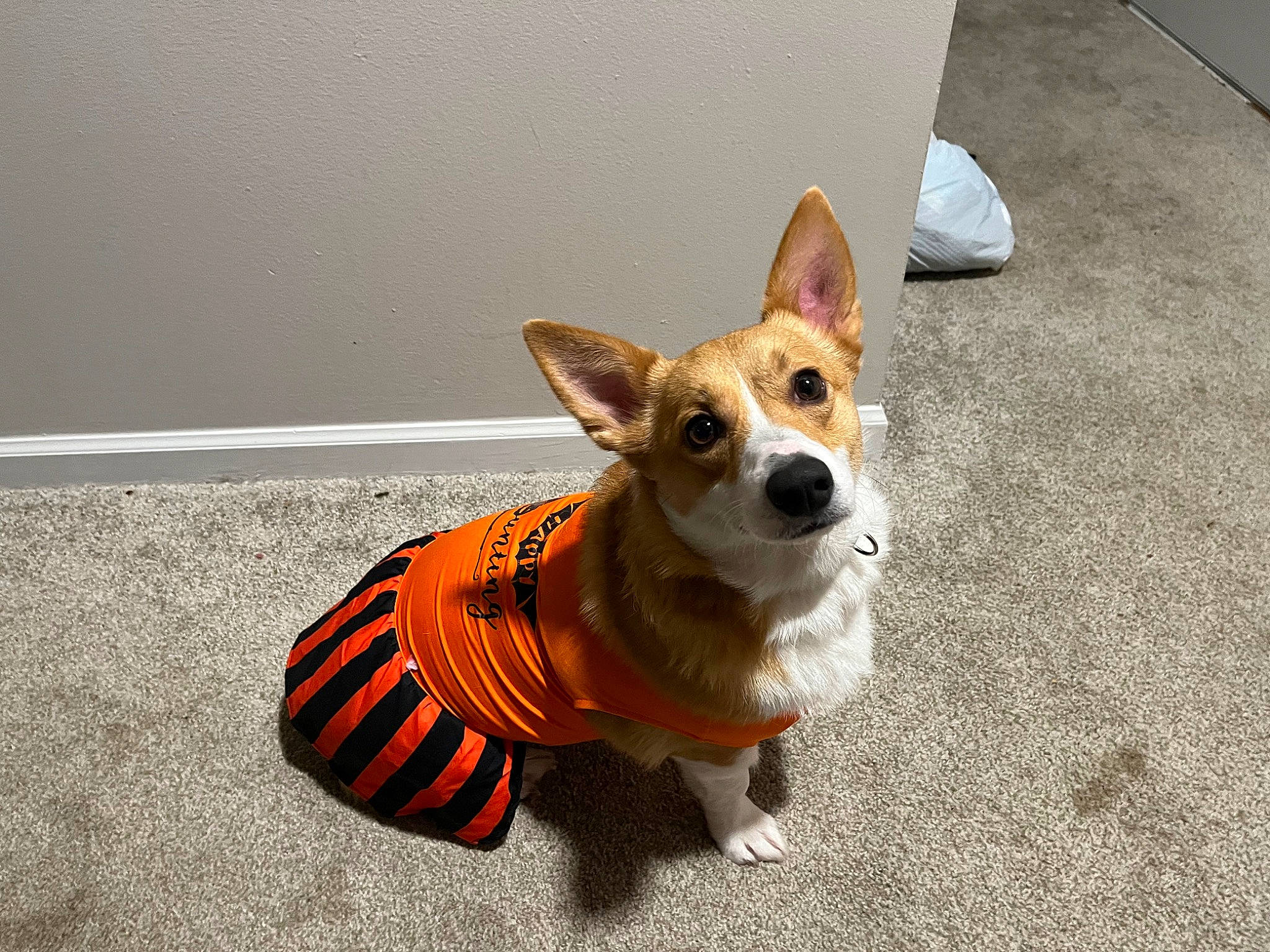 Daisy joined the competition — help win amazing prizes! canidae, carnivore, collar, companion_dog, dog, dog_breed, dog_clothes, dog_collar, dog_supply, fawn, flooring, fur, leash, paw, snout, sporting_group, tail, toy_dog, whiskers, working_animal