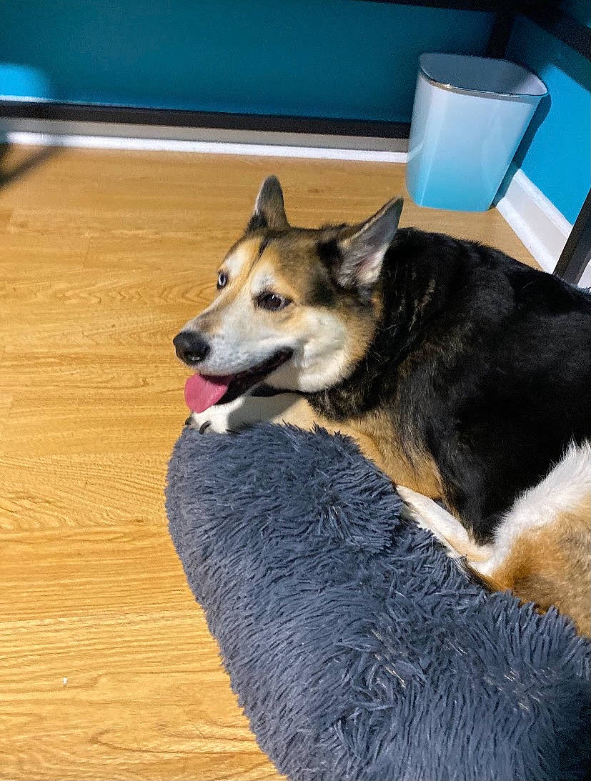 Rascal joined the competition — help win amazing prizes! canidae, carnivore, collar, companion_dog, dog, dog_breed, fawn, flooring, fur, hardwood, herding_dog, paper_towel, snout, sporting_group, tail, terrestrial_animal, toilet_paper, varnish, wood, working_animal