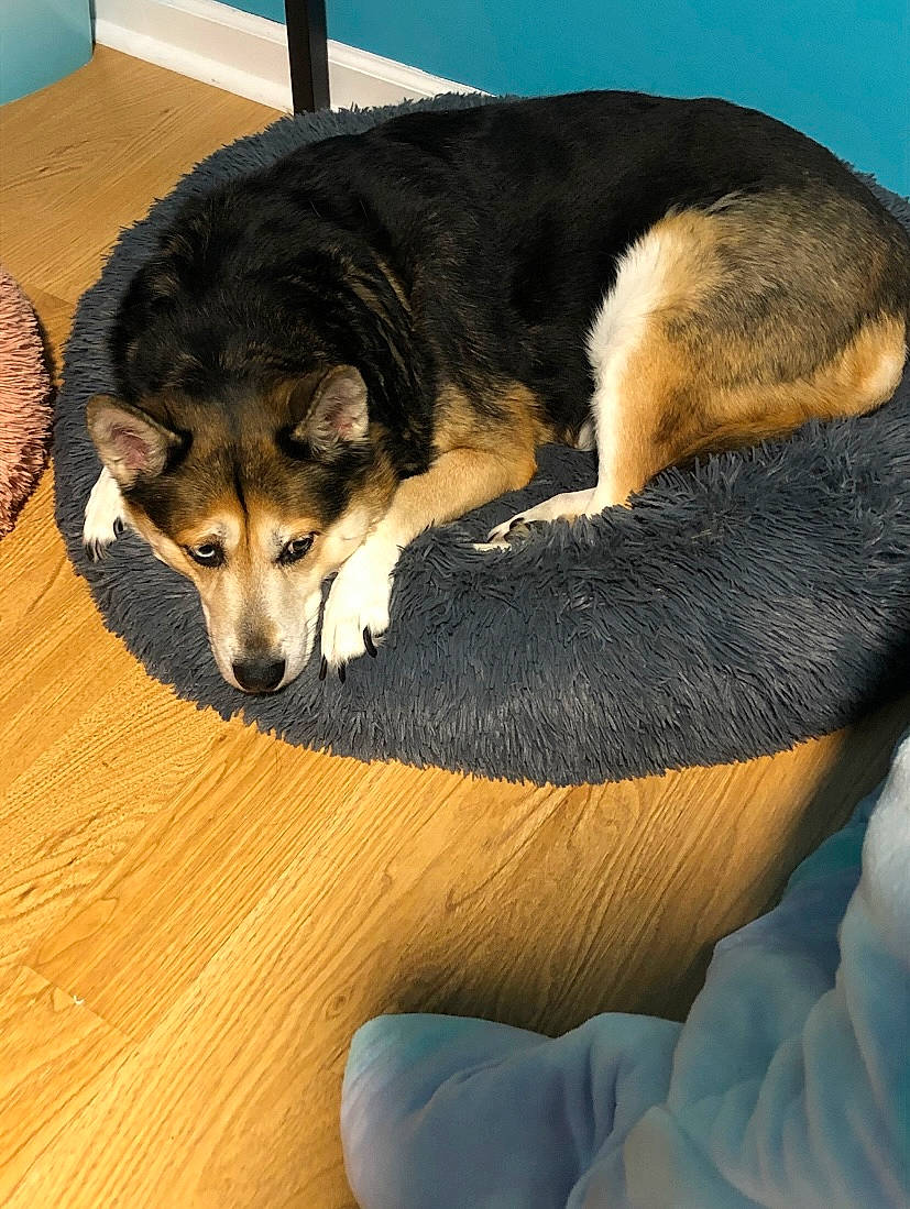 Rascal joined the competition — help win amazing prizes! canidae, carnivore, comfort, companion_dog, dog, dog_breed, electric_blue, fawn, flooring, fur, hardwood, herding_dog, paw, snout, sporting_group, tail, terrestrial_animal, wood, working_animal, working_dog