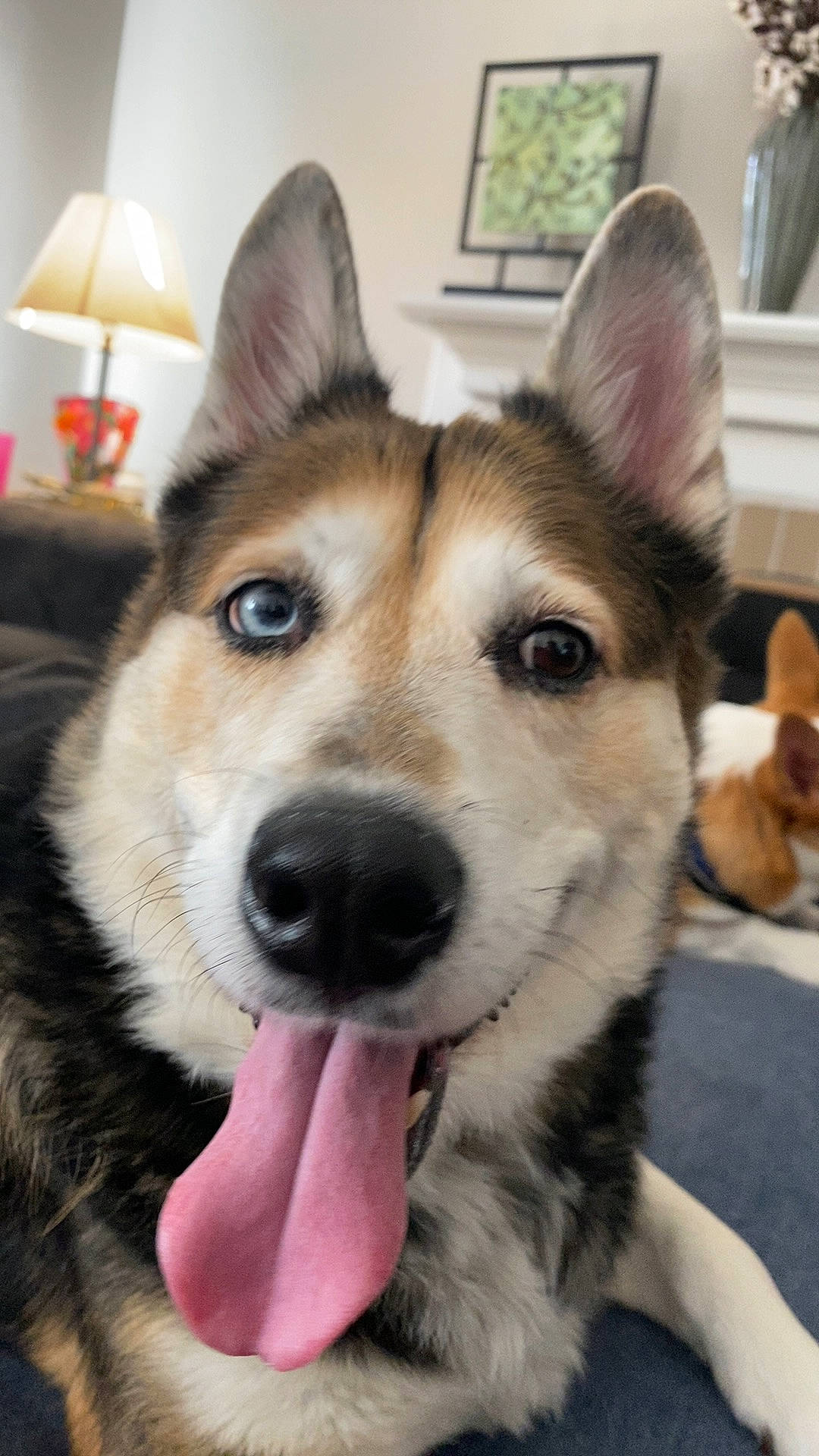 Rascal joined the competition — help win amazing prizes! canidae, collar, companion_dog, dog, dog_breed, eye, fawn, fur, herding_dog, jaw, lamp, lampshade, picture_frame, siberian_husky, sporting_group, terrestrial_animal, whiskers, window, working_animal, working_dog