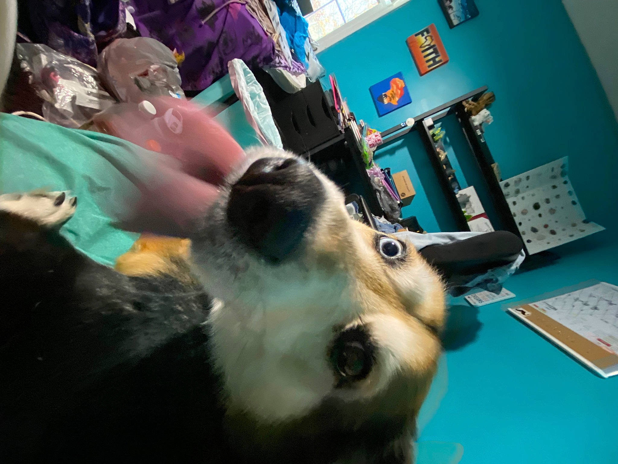 Rascal is registered to the contest to win money with this photo: canidae, carnivore, companion_dog, desk, dog, dog_breed, event, fur, herding_dog, picture_frame, remote_control, room, service, shelf, snout, sporting_group, whiskers, working_dog