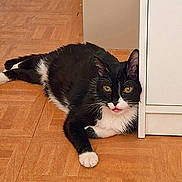 Silvestre a rejoint le concours — aidez-le/la à gagner de superbes lots ! animal, black_and_white, cabinet, cat, curious, ears, eyes, floor, furniture, home, indoor, lying_down, paws, pet, playful, relaxed, tongue_out, tuxedo_cat, whiskers, wooden_floor