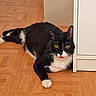 animal, black_and_white, cabinet, cat, curious, ears, eyes, floor, furniture, home, indoor, lying_down, paws, pet, playful, relaxed, tongue_out, tuxedo_cat, whiskers, wooden_floor