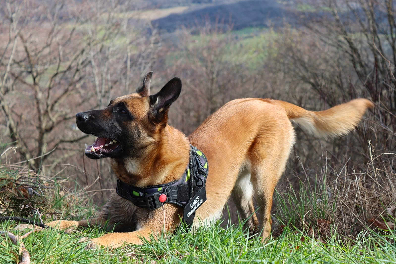 Hades participe au concours pour gagner de l'argent avec cette photo : dog, belgian_malinois, animal, pet, grass, outdoor, nature, canine, playful, harness, brown_fur, alert, tail, ears, snout, sunlight, field, trees, background, daytime
