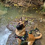 Hades a rejoint le concours — aidez-le/la à gagner de superbes lots ! dog, water, rock, stream, harness, leash, forest, nature, wet, ears_up, animal, canine, outdoor, brown_fur, curious, sitting, leaves, muddy, small_stream, alert