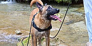 Hades participe au concours pour gagner de l'argent avec cette photo : dog, water, creek, moss, rock, wet, tongue_out, leash, harness, outdoor, nature, animal, canine, playful, happy, brown_fur, black_snout, looking_up, shallow_water, person_leg