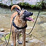 dog, water, creek, moss, rock, wet, tongue_out, leash, harness, outdoor, nature, animal, canine, playful, happy, brown_fur, black_snout, looking_up, shallow_water, person_leg