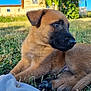 puppy, dog, grass, outdoor, animal, young, brown, black_snout, cute, pet, nature, sunlight, blurred_background, lying_down, fur, canine, daytime, domestic_animal, field, young_animal