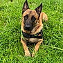 Hades participe au concours pour gagner de l'argent avec cette photo : dog, german_shepherd, grass, outdoor, animal, pet, canine, nature, field, green, fur, ears, harness, lying_down, alert, muzzle, eyes, watching, daylight, closeup