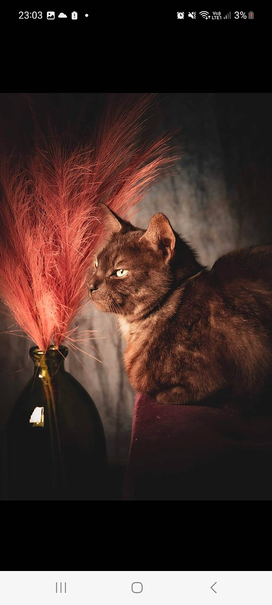 Arthemis participe au concours pour gagner de l'argent avec cette photo : art, carnivore, cat, cg_artwork, darkness, domestic_short_haired_cat, event, feather, felidae, fur, heat, illustration, midnight, small_to_medium_sized_cats, still_life_photography, tail, terrestrial_animal, tints_and_shades, visual_arts, whiskers