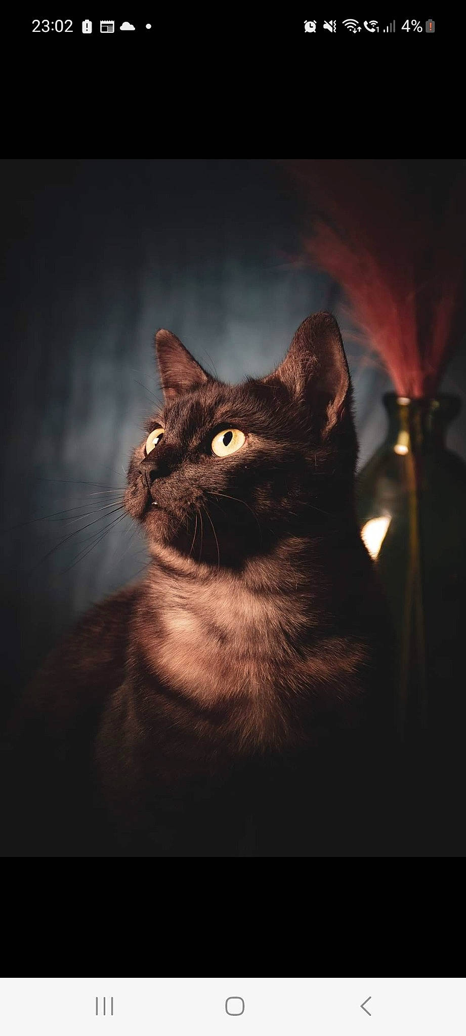 Arthemis participe au concours pour gagner de l'argent avec cette photo : black_cat, carnivore, cat, darkness, domestic_short_haired_cat, felidae, flash_photography, fur, night, shadow, small_to_medium_sized_cats, still_life_photography, tail, terrestrial_animal, tints_and_shades, whiskers, wildlife