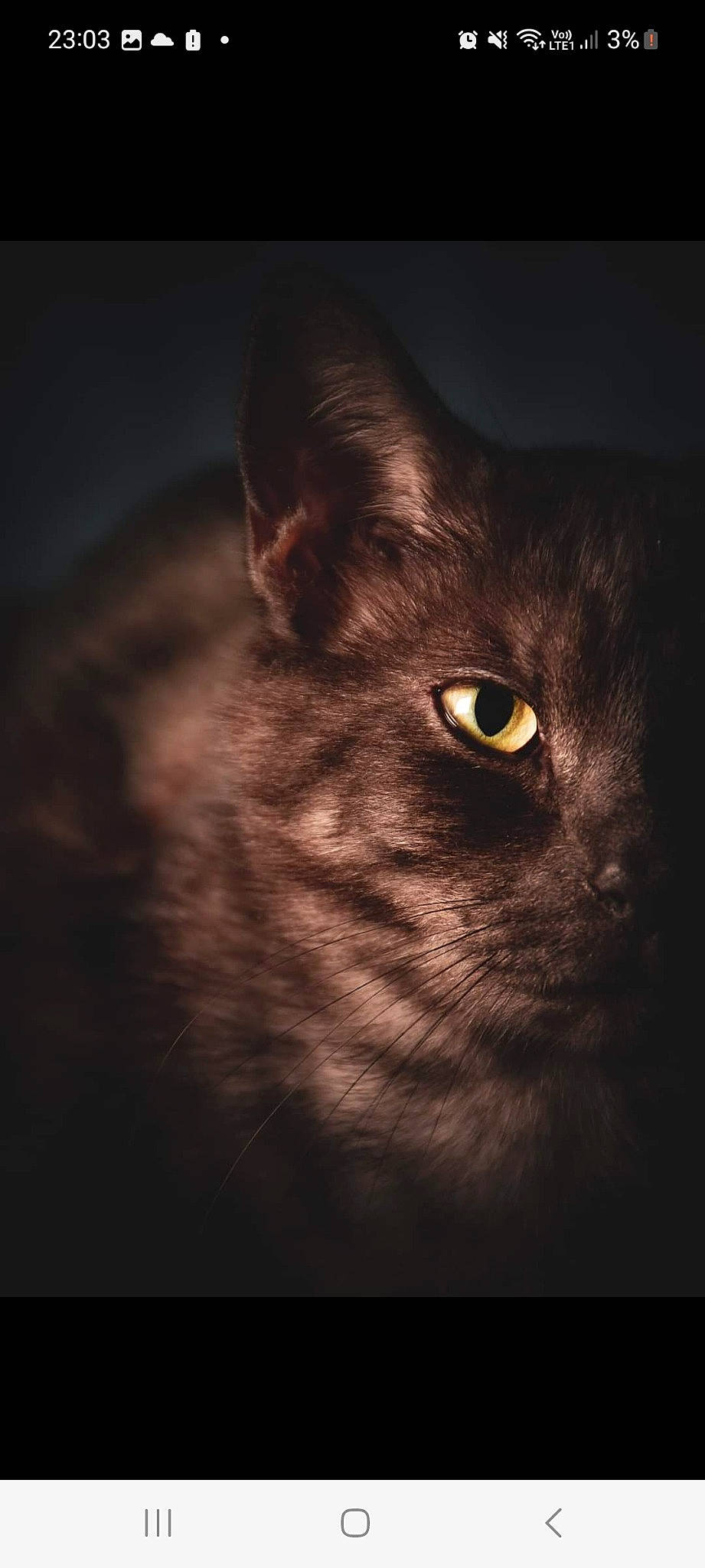 Arthemis a rejoint le concours — aidez-le/la à gagner de superbes lots ! carnivore, cat, darkness, domestic_short_haired_cat, felidae, flash_photography, fur, illustration, macro_photography, midnight, monochrome_photography, night, plant, shadow, small_to_medium_sized_cats, snout, terrestrial_animal, tree, whiskers, wildlife