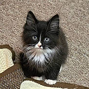 Theodore is registered to the contest to win money with this photo: abyssinian, angora, animal, blackcat, blanket, cat, couch, cushion, furniture, homedecor, kitten, manx, pet, quilt, siamese