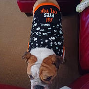 Romeo is registered to the contest to win money with this photo: bulldog, dog, pet_clothing, black_shirt, white_eyes_pattern, orange_text, carpet, red_sofa, indoor, looking_up, animal, cute, companion, pet, furniture, living_room, brown_white_fur, ears, face, wrinkles