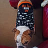 bulldog, dog, pet_clothing, black_shirt, white_eyes_pattern, orange_text, carpet, red_sofa, indoor, looking_up, animal, cute, companion, pet, furniture, living_room, brown_white_fur, ears, face, wrinkles