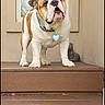 Romeo is registered to the contest to win money with this photo: bulldog, dog, pet, stairs, wooden_steps, collar, heart_tag, statue, door, porch, animal, mammal, outdoor, brown, white, close_up, standing, front_view, companion, cute