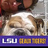 Big Daddy is registered to the contest to win money with this photo: person, dog, bulldog, face, selfie, sunglasses, pet, animal, closeup, indoor, head, expression, resting, casual, banner, text_overlay, team_spirit, mascot, fan, portrait