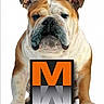 Big Daddy joined the competition — help win amazing prizes! bulldog, dog, pet, animal, white_background, logo, orange, black, face, head, ears, paws, sitting, portrait, studio, isolated, canine, expression, closeup, front_view