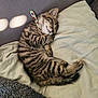 kitten, tabby, sleeping, cat, paw, collar, ladybug, pillow, blanket, couch, sunlight, shadow, cozy, fur, pet, resting, cute, indoor, relaxed, soft
