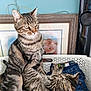 cat, kitten, tabby_cat, indoor, laundry_basket, clothing, jeans, playful, sitting, lying_down, pet, feline, household, resting, curious, domestic_animal, fur, whiskers, ears, home