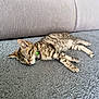 kitten, cat, sleeping, pet, indoor, striped, fur, collar, bell, carpet, sofa, cozy, cute, relaxed, animal, mammal, domestic, resting, small, young