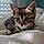 Arlo