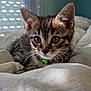kitten, cat, tabby, pet, collar, green_bell, whiskers, bed, blanket, indoor, closeup, feline, young, cute, animal, fur, ears, eyes, soft, relaxed