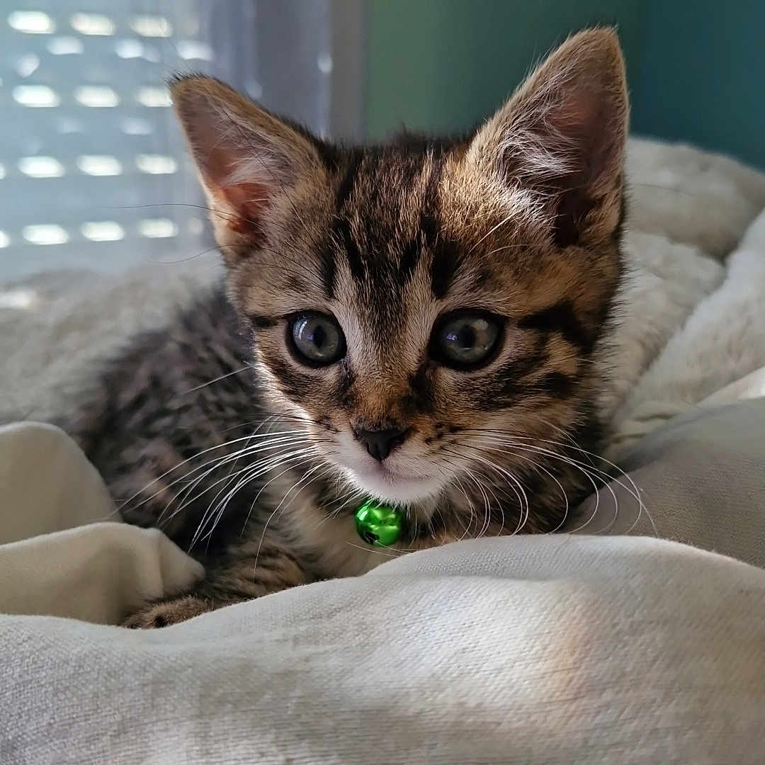 Arlo a rejoint le concours — aidez-le/la à gagner de superbes lots ! animal, bed, blanket, cat, closeup, collar, cute, ears, eyes, feline, fur, green_bell, indoor, kitten, pet, relaxed, soft, tabby, whiskers, young
