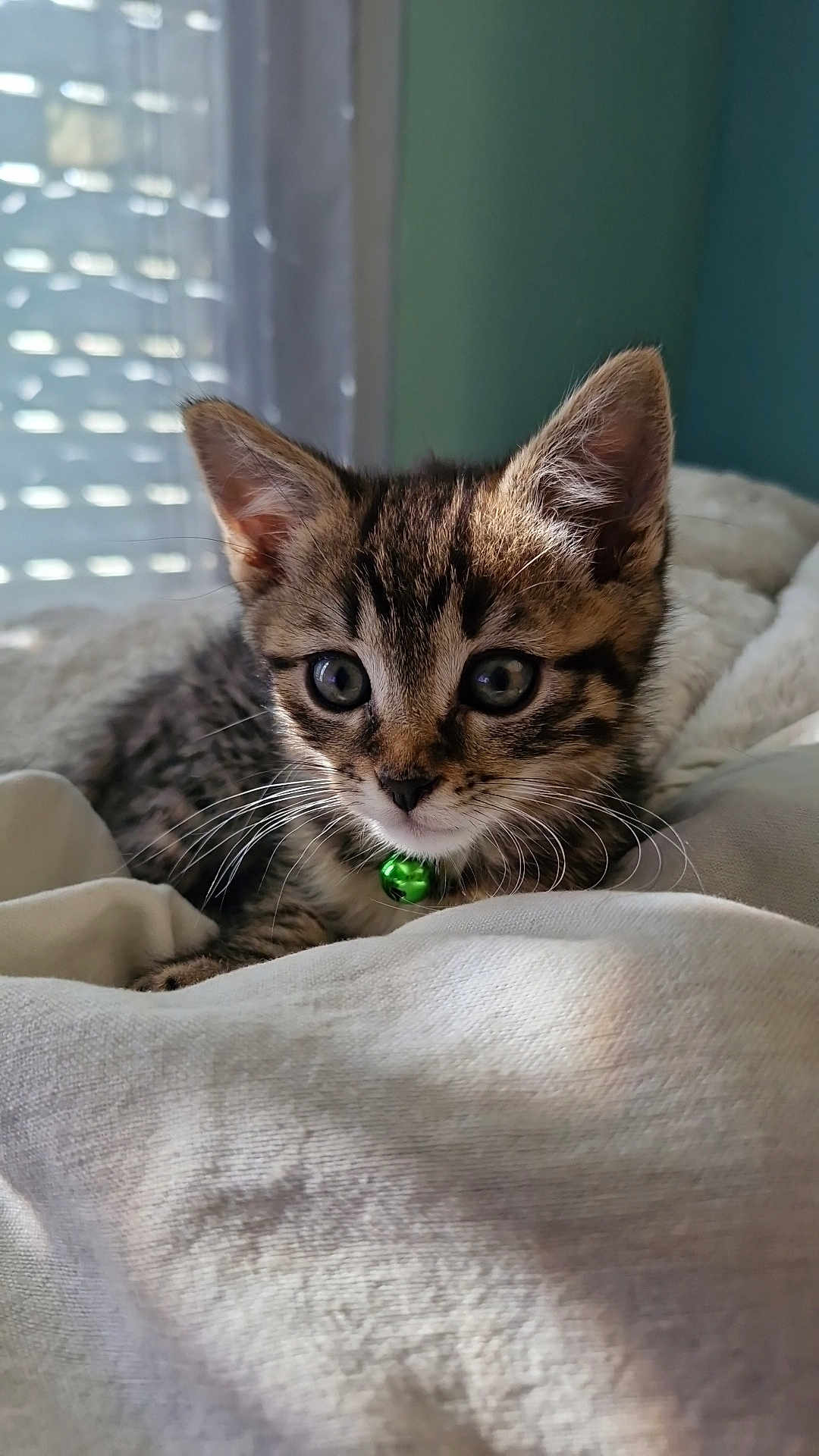 Arlo