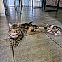 cat, kitten, tabby_cat, floor, tile_floor, kitchen, refrigerator, furniture, collar, pets, domestic_animal, indoor, animal, cute, resting, curious, home, two_animals, mammal, striped