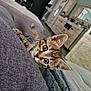 kitten, tabby, cat, pet, cute, animal, curious, indoors, cushion, gray, furniture, living_room, wooden_cabinet, cozy, whiskers, ears, playful, soft_light, floor, home