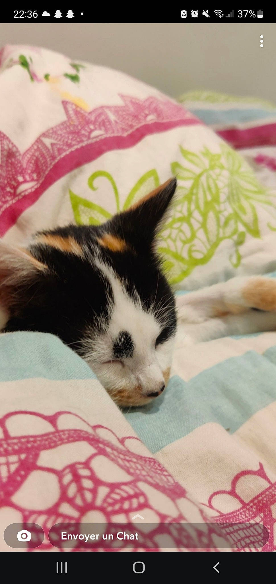 Trinity participe au concours pour gagner de l'argent avec cette photo : bed, bedding, carmine, carnivore, cat, claw, comfort, domestic_short_haired_cat, felidae, fur, lap, linens, nap, pattern, paw, small_to_medium_sized_cats, snout, tail, textile, whiskers