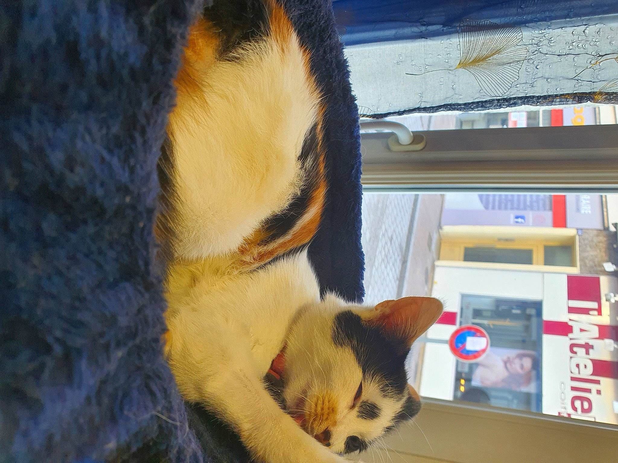 Trinity a rejoint le concours — aidez-le/la à gagner de superbes lots ! carnivore, cat, claw, comfort, display_device, domestic_short_haired_cat, fawn, felidae, fur, machine, mammal, nap, paw, small_to_medium_sized_cats, snout, tail, television, whiskers, window, winter