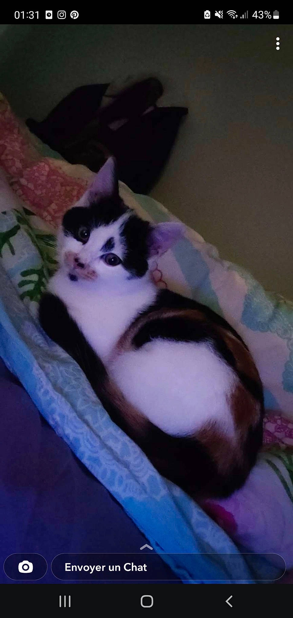 Trinity participe au concours pour gagner de l'argent avec cette photo : carnivore, cat, cat_supply, comfort, domestic_short_haired_cat, felidae, fur, paw, plant, purple, small_to_medium_sized_cats, tail, whiskers, wood