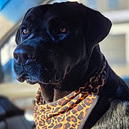 Dabs joined the competition — help win amazing prizes! dog, black_dog, bandana, leopard_print, pet, animal, portrait, closeup, car_interior, window, sunlight, fur, ears, snout, whiskers, looking_away, domestic_animal, mammal, companion, calm