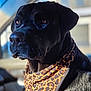 dog, black_dog, bandana, leopard_print, pet, animal, portrait, closeup, car_interior, window, sunlight, fur, ears, snout, whiskers, looking_away, domestic_animal, mammal, companion, calm