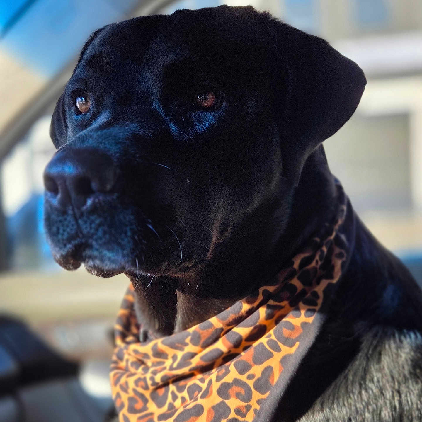Dabs joined the competition — help win amazing prizes! animal, bandana, black_dog, calm, car_interior, closeup, companion, dog, domestic_animal, ears, fur, leopard_print, looking_away, mammal, pet, portrait, snout, sunlight, whiskers, window