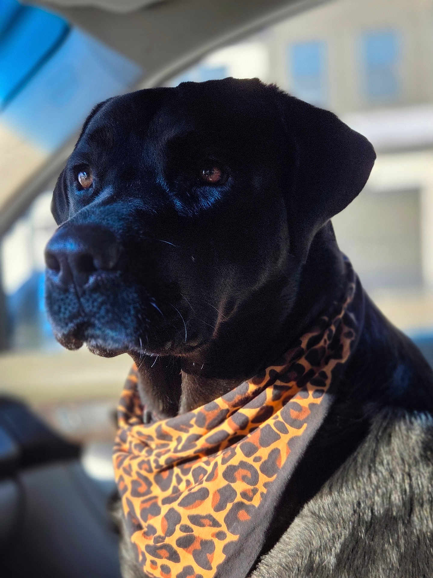 Dabs joined the competition — help win amazing prizes! dog, black_dog, bandana, leopard_print, pet, animal, portrait, closeup, car_interior, window, sunlight, fur, ears, snout, whiskers, looking_away, domestic_animal, mammal, companion, calm