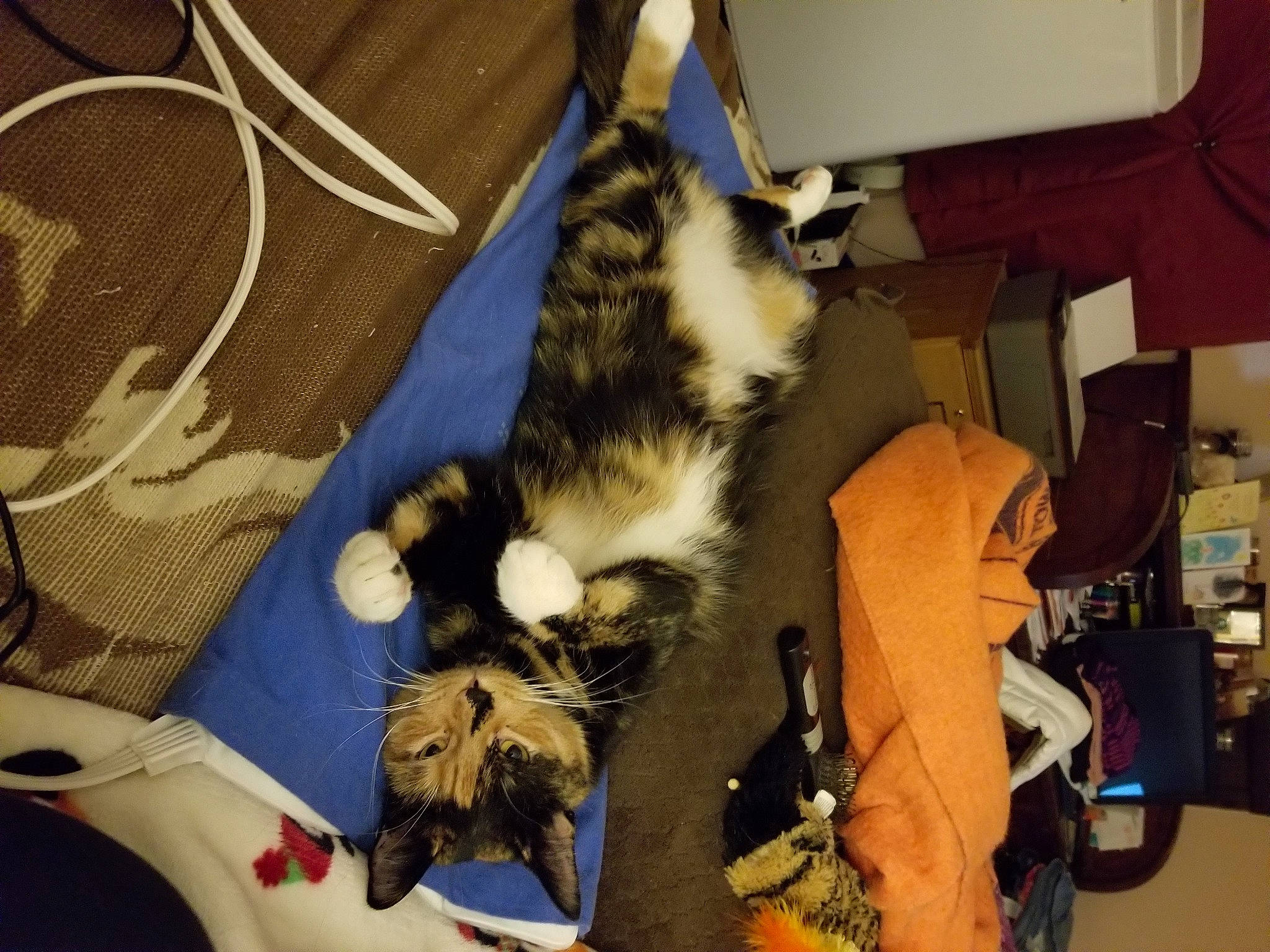 Bella joined the competition — help win amazing prizes! bag, baggage, box, canidae, carnivore, cat, claw, comfort, domestic_short_haired_cat, felidae, fur, hood, luggage_and_bags, mammal, paw, shipping_box, small_to_medium_sized_cats, tail, vertebrate, whiskers