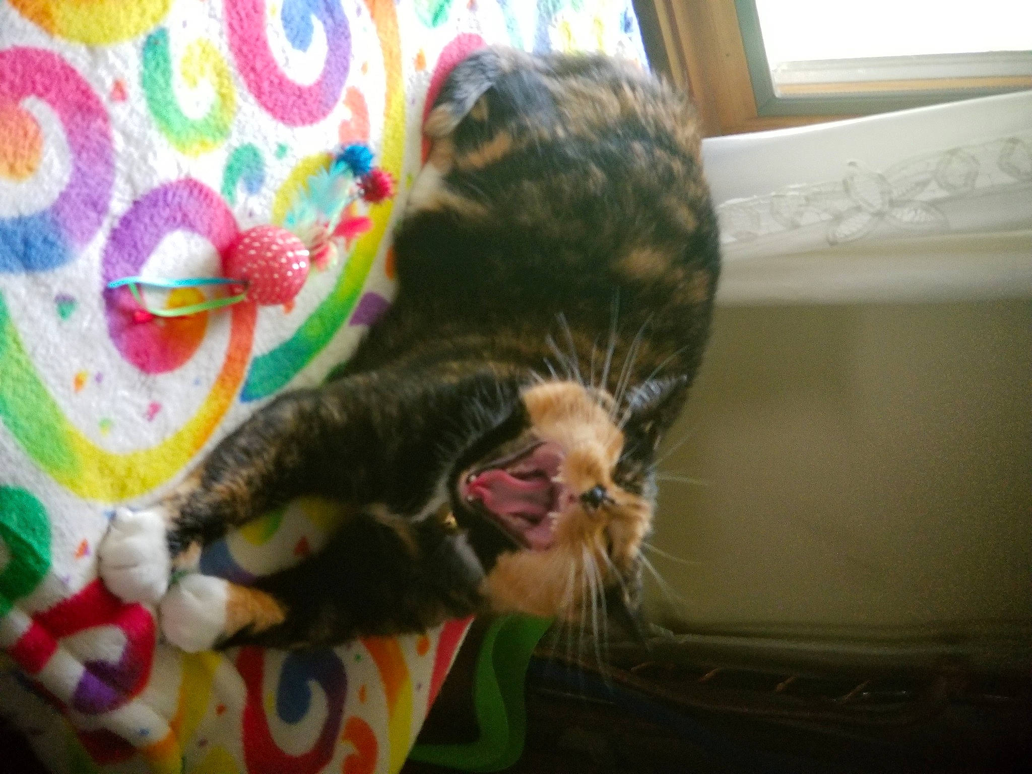 Bella is registered to the contest to win money with this photo: carnivore, cat, claw, comfort, domestic_short_haired_cat, felidae, fur, paw, plant, room, small_to_medium_sized_cats, snout, tail, whiskers, window