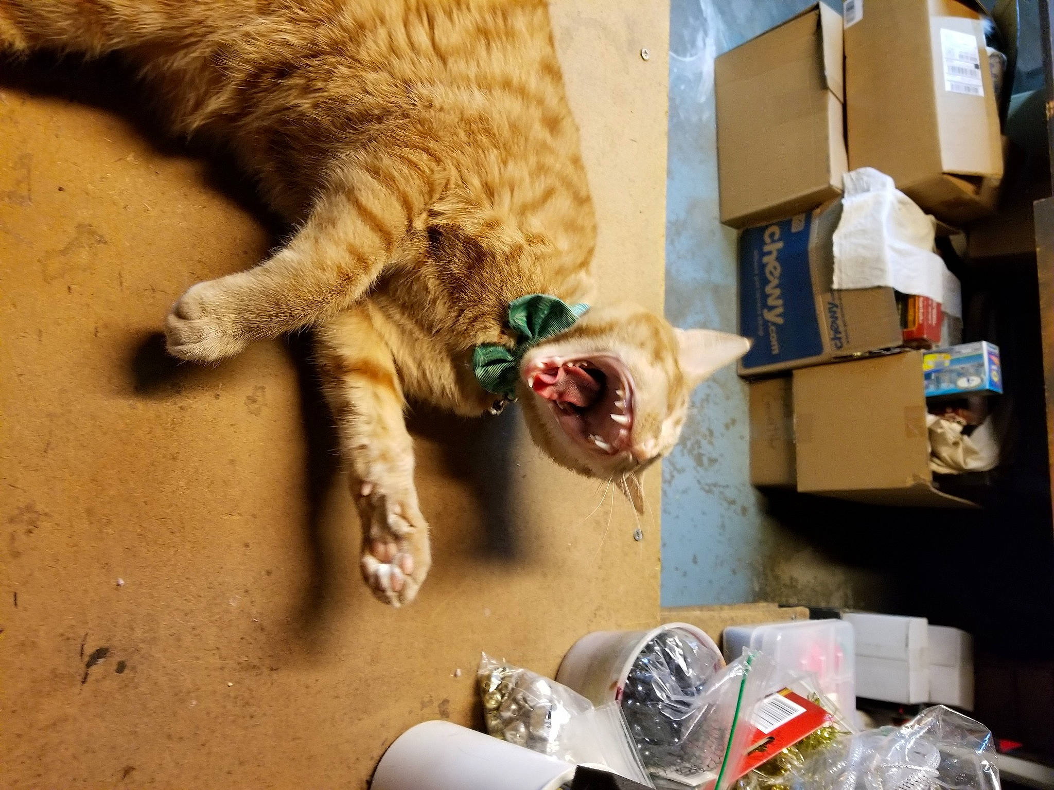 Prince Harry is registered to the contest to win money with this photo: aluminum_can, carmine, carnivore, cat, companion_dog, domestic_short_haired_cat, eyewear, fawn, felidae, fur, shipping_box, small_to_medium_sized_cats, snout, tail, textile, tin_can, toy, tree, whiskers, wood