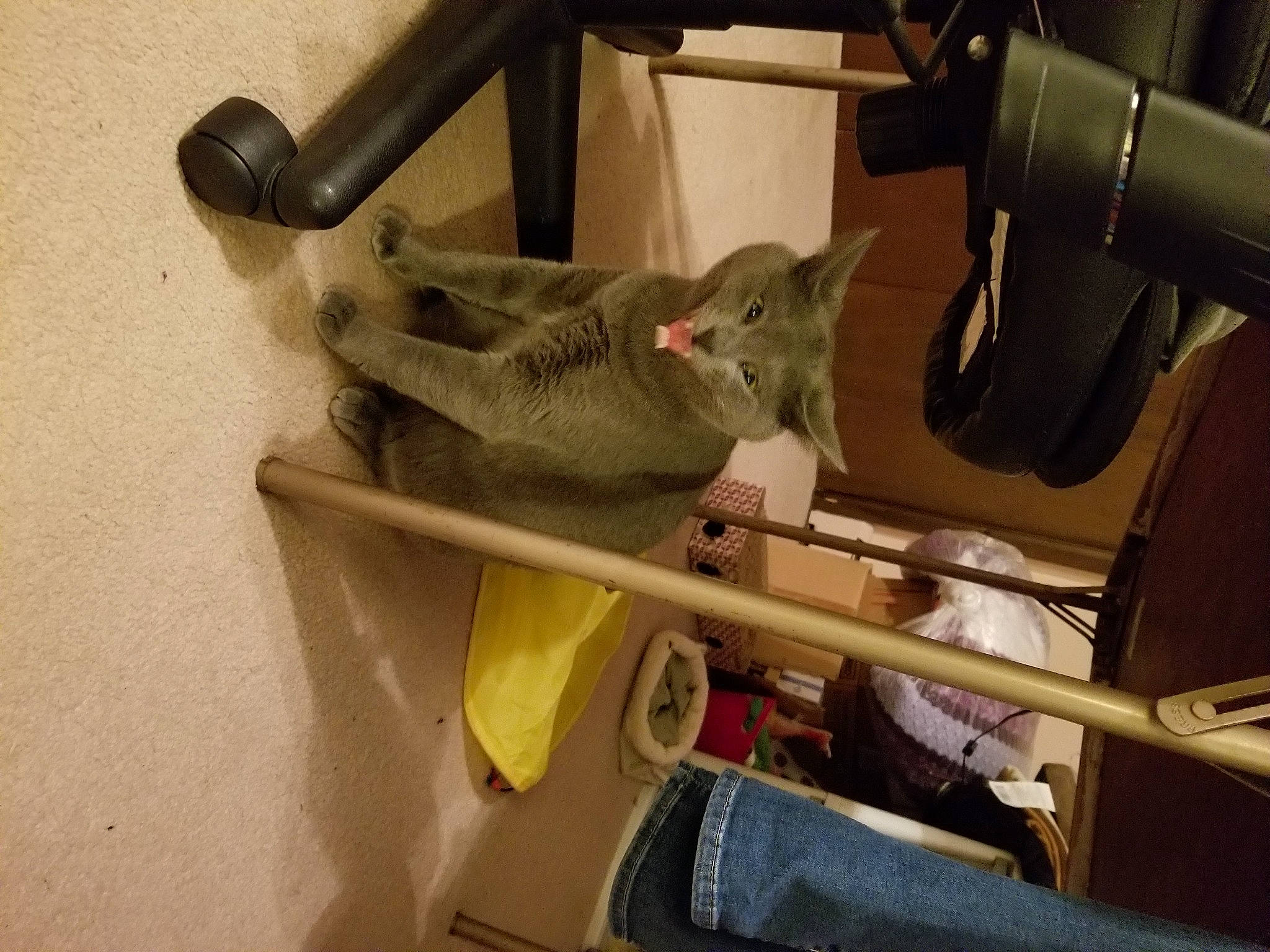 Luna is registered to the contest to win money with this photo: auto_part, automotive_exterior, automotive_tire, automotive_wheel_system, bag, bicycle_part, bicycle_wheel, carnivore, cat, electrical_wiring, felidae, motor_vehicle, outdoor_shoe, rim, room, shelf, small_to_medium_sized_cats, tire, vehicle, wheel