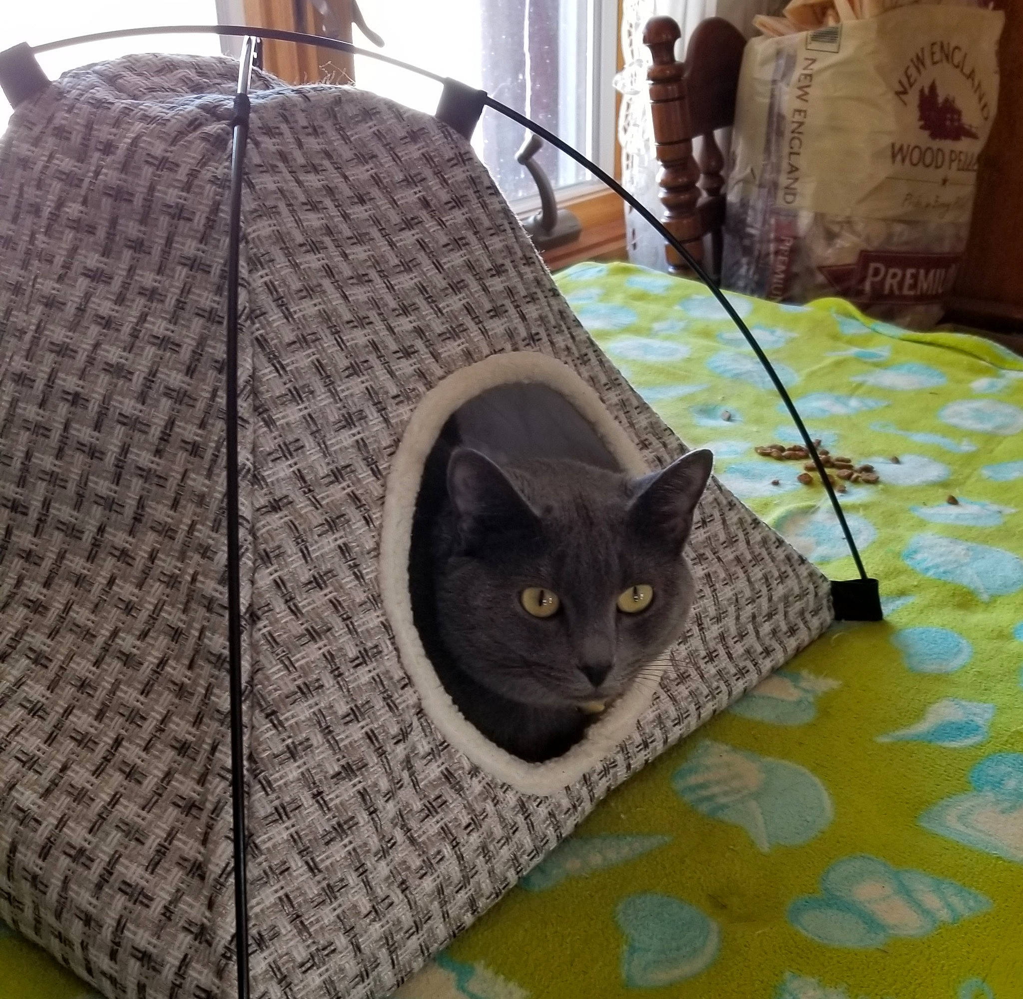 Luna joined the competition — help win amazing prizes! automotive_tire, bag, bombay, carnivore, cat, comfort, domestic_short_haired_cat, felidae, flooring, fur, grass, grey, linens, luggage_and_bags, pattern, room, small_to_medium_sized_cats, textile, whiskers, wood