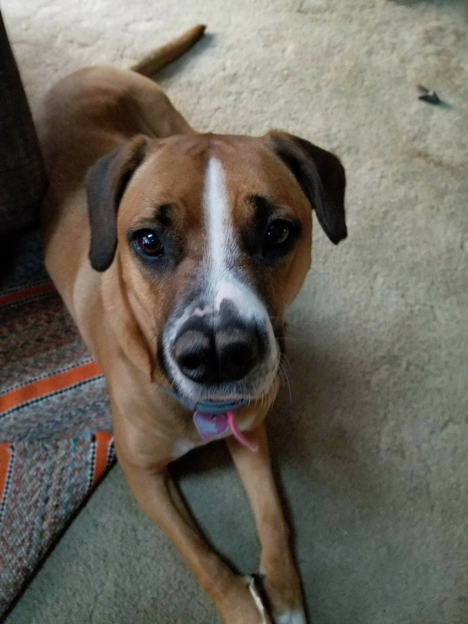 Lacie is registered to the contest to win money with this photo: canidae, carnivore, collar, companion_dog, dog, dog_breed, fawn, hunting_dog, non_sporting_group, pet_supply, scent_hound, snout, sporting_group, whiskers, wood, working_animal, working_dog