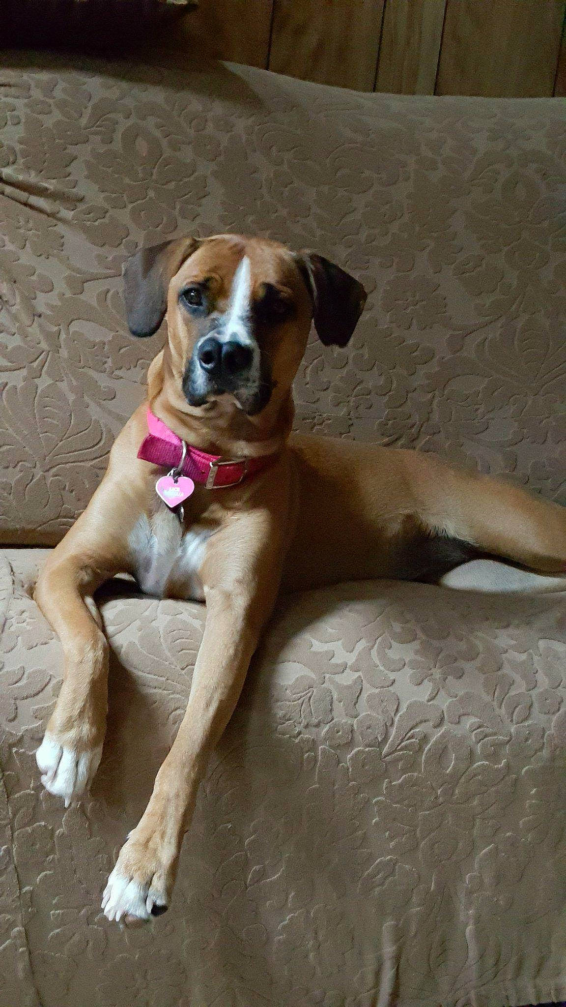 Lacie joined the competition — help win amazing prizes! bored, boxer, canidae, carnivore, collar, companion_dog, dog, dog_breed, dog_collar, dog_supply, fawn, liver, paw, pet_supply, snout, sporting_group, tail, working_animal, working_dog, wrinkle