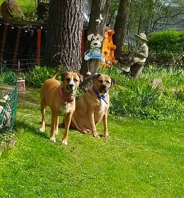 Lacie is registered to the contest to win money with this photo: boxer, canidae, carnivore, chair, collar, companion_dog, dog, dog_breed, dog_collar, dog_supply, fawn, grass, hunting_dog, molosser, non_sporting_group, plant, sporting_group, tree, working_animal, working_dog