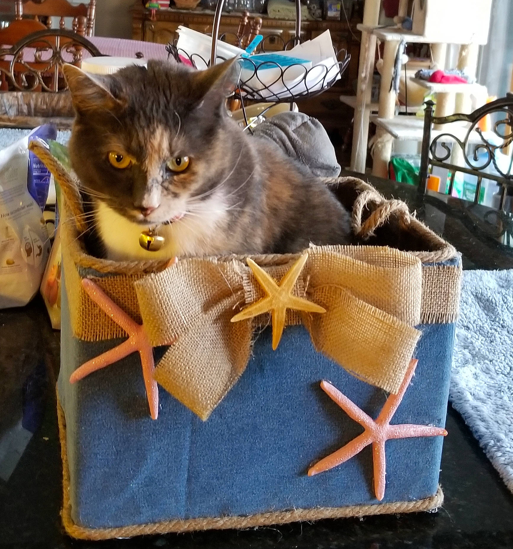Trudie joined the competition — help win amazing prizes! bag, basket, box, carnivore, cat, domestic_short_haired_cat, fashion_accessory, fawn, felidae, fur, luggage_and_bags, paper_bag, present, shipping_box, shoulder_bag, small_to_medium_sized_cats, thread, wheel, whiskers, wood
