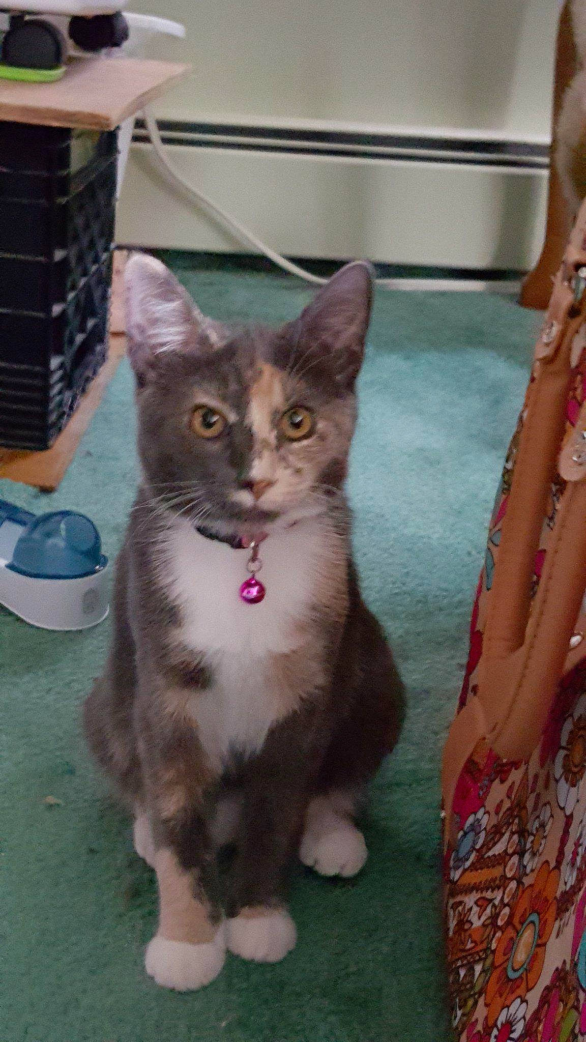 Trudie joined the competition — help win amazing prizes! box, carnivore, cat, cat_supply, domestic_short_haired_cat, fawn, felidae, flooring, foot, fur, human_leg, paw, pet_supply, sitting, small_to_medium_sized_cats, snout, tail, whiskers